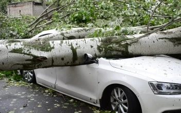 Stock Footage Tree Fallen On A Car On The Street