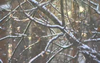 Stock Footage Tree Branches When It Snows