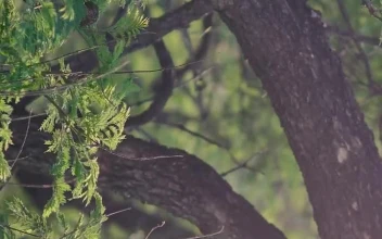 Stock Footage Tree Branches And Leaves Close Up