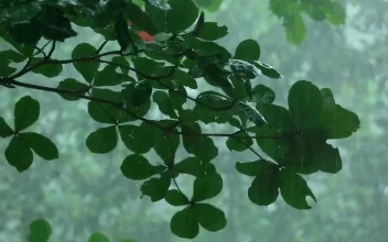 Stock Footage Tree Branche Under The Rain In The Woods