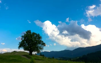 Stock Footage Tree And Cows In The Meadow Time Lapse