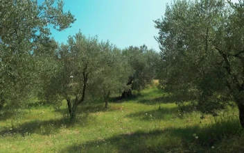 Stock Footage Woodland On A Sunny Day Free