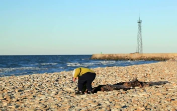Stock Footage Young Boy Throwing Stones On The Beach Free
