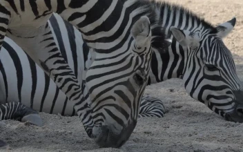 Stock Footage Zebras Together In A Zoo Free