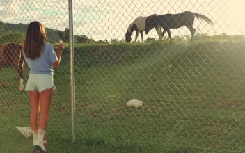Stock Footage Young Woman Appreciating Horses During A Ride With Roller Skates Free