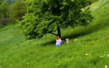 Stock Footage Woman With A Dog On The Green Grass Field Free