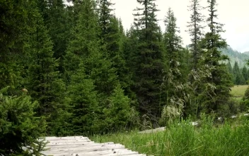 Stock Footage Young Hiker Woman Walking Through The Forest Free