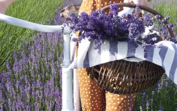 Stock Footage Woman With A Bike In The Lavender Field Free