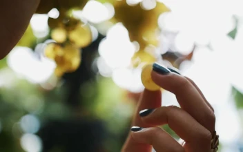 Stock Footage Woman Collecting Grapes From A Tree Free