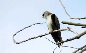 Stock Footage Young Eagle In The Tree Tops Free