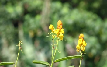 Stock Footage Yellow Flowers In A Wild Garden Free