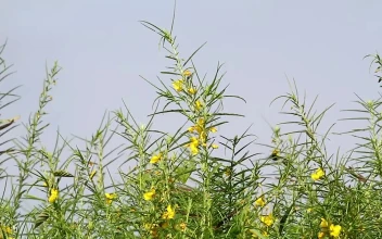 Stock Footage Yellow Wildflowers And Insects Free