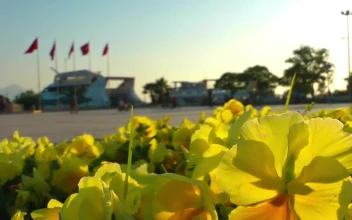 Stock Footage Yellow Flowers In A Park By A Harbor Free