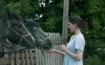 Stock Footage Young Woman Feeding Grey Horses In The Farm Free