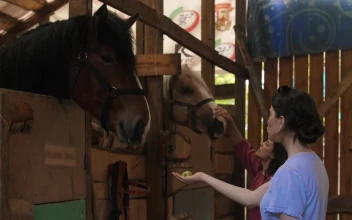 Stock Footage Young Women Feeding Horses At The Stable Free
