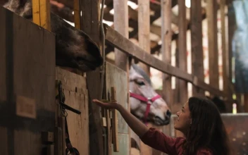Stock Footage Young Woman Feeding A Big Horse In The Stable Free