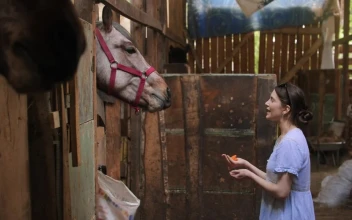 Stock Footage Young Women Feeding Horses In The Stable Free