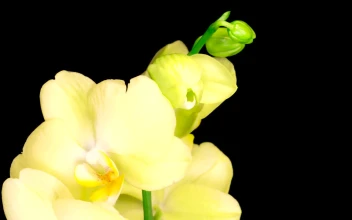 Stock Footage Yellow Orchid Opens On Black Background Free