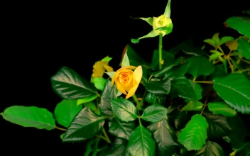 Stock Footage Yellow Rose On The Bush Opens Free