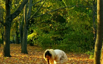 Stock Footage Young Girl Throwing Yellow Autumn Leaves In The Forest Free