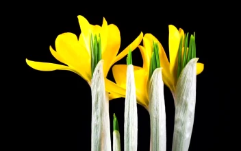 Stock Footage Yellow Flower Rotating And Moving Free