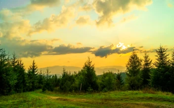 Stock Footage Yellow Sunset Over The Pine Forest Free