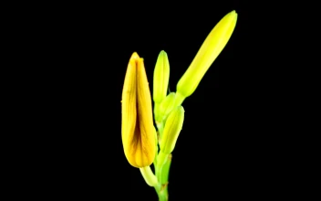 Stock Footage Yellow And Orange Lily Flower Opening Free