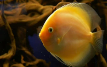 Stock Footage Yellow Fish Swimming Free
