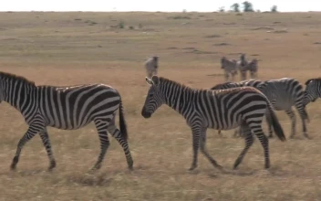 Stock Footage Zebras Walking Across Dry Grass Free