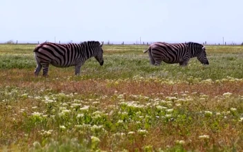 Stock Footage Zebras Grazing In The Meadow Free