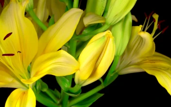 Stock Footage Yellow Lily Flower Opening Free