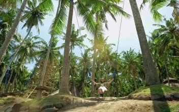 Stock Footage Young Woman Swings Between Palm Trees At Bali Resort Free