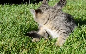 Stock Footage Young Cat Cleaning In The Garden Free