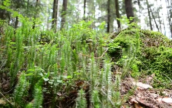 Stock Footage Young Ferns Growing In The Forest Free