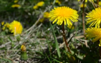 Stock Footage Yellow Wildflowers In A Field Free