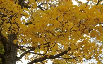 Stock Footage Yellow Autumn Leaves On A Tree Free
