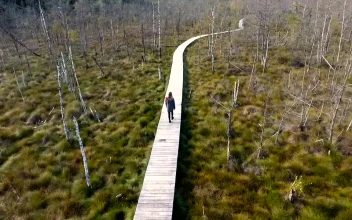 Stock Footage Woman Walking On A Wooden Path In The Swamp Free