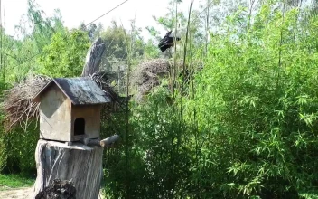 Stock Footage Wooden Bird House Free