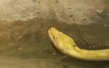 Stock Footage Yellow Python Snake In The Zoo Free