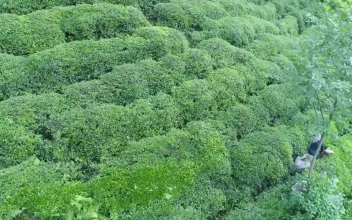 Stock Footage Workers On A Tea Terrace Free