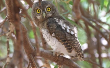 Stock Footage Yellow Eyed Owl Standing On A Tree Free