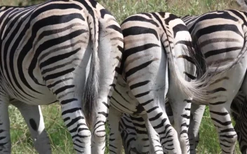 Stock Footage Zebras Grazing In The Savannah Free