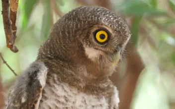 Stock Footage Yellow Eyed Brown Owl In The Wild Free