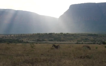 Stock Footage Zebras With Sun Shining Over The Savanna Free