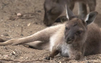 Stock Footage Young Kangaroo Laying On The Ground Free