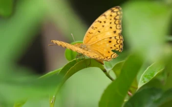 Stock Footage Yellow Butterfly On A Green Leaf Free