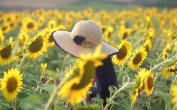 Stock Footage Woman Gently Caressing Flowers In A Sunflower Field Free