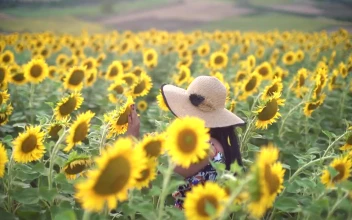 Stock Footage Woman Wearing A Hat Walk Through A Sunflower Field Free