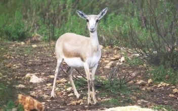 Stock Footage Young Deer In The Woods Free