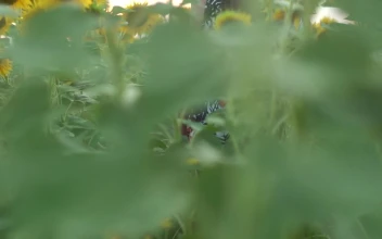 Stock Footage Woman With A Hat In A Sunflower Field Free